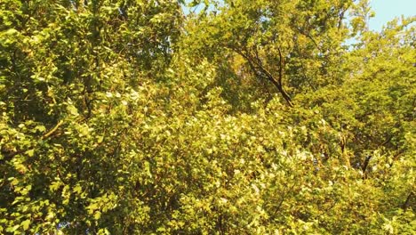 Drohne-Schuss-unter-den-bunten-Herbst-Bäumen-Blick-in-Himmel-und-Zweige-fliegen