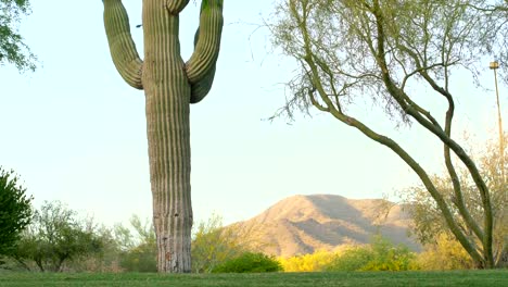 Saguaro-Cactus-with-Mountains-and-Birds-Flying-By