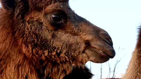 Kamel-auf-Rasen-Nahaufnahme-Sommer-video