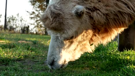 Camel-on-grass-close-up-summer-video
