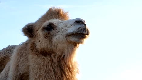 Camel-on-grass-close-up-summer-video