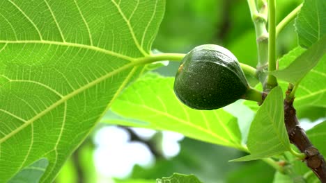 Close-up-of-green-sweet-figs-growing-in-the-summer-sun-on-a-beautiful-tree.