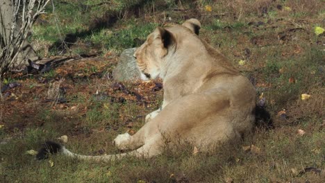 Leona-asiática-(Panthera-leo-persica).-Una-especie-en-peligro-crítico.