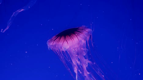 Medusas-que-brilla-intensamente-rojo-moviéndose-en-el-agua-azul-oscura.