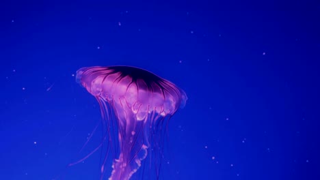 Medusas-que-brilla-intensamente-rojo-moviéndose-en-el-agua-azul-oscura.