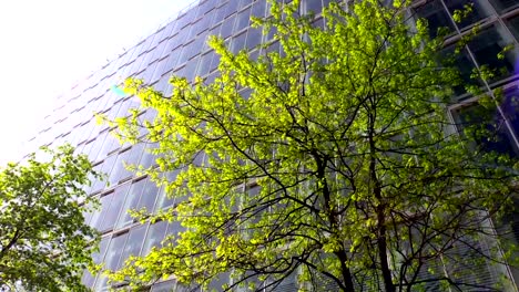 Baum-in-Sonnenlicht-gegen-office-building