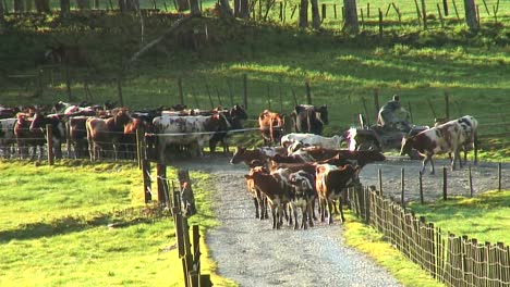 New-Zealand-Dairy-Farm