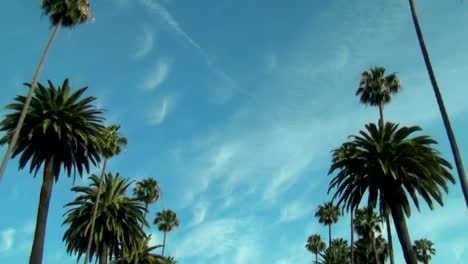 Beverly-HIlls-palm-trees---HD