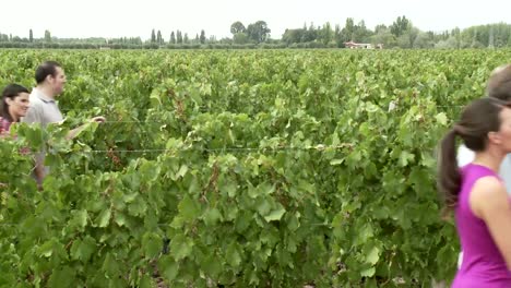 Menschen-in-vineyard