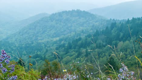 Flores-de-verano,-Soplando-en-el-viento,-Asheville,-Carolina-del-Norte,-cerca-de-las-montañas