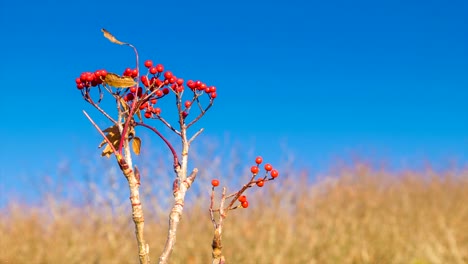 Rote-Beeren-Nahaufnahme-mit-blauem-Himmel-in-den-Smoky-Mountains