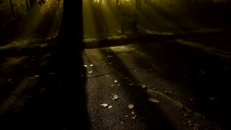 Inclinación-de-niebla-a-través-de-los-árboles-con-vista-al-Blue-Ridge-Parkway