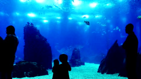 Niños-en-el-Oceanarium