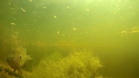 Perch-under-water-in-the-river