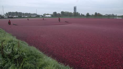 Cranberries-Floated-for-Harvest