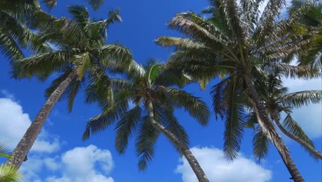 4K-Palmtree-shot---perfect-holidays-on-a-paradise-island