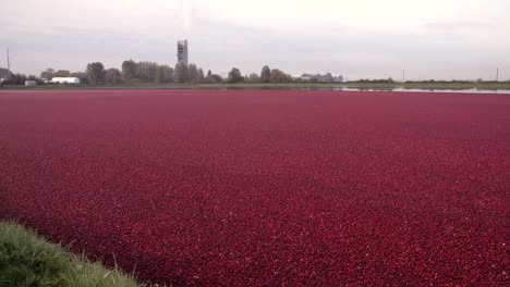 Schwimmende-Preiselbeeren-bereit-zur-Ernte-4K.-UHD