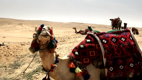 Nahaufnahme-von-Kamelen-bei-den-Pyramiden-in-Gizeh,-Ägypten