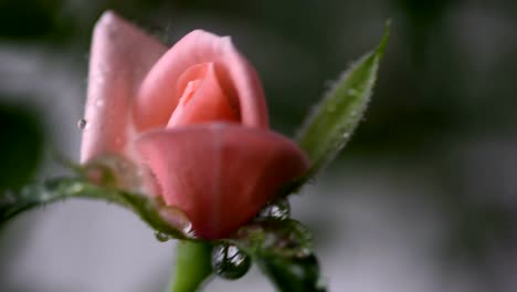 Macro-pink-rose-with-water-drops-falling-over-it,-young-flower-close-up-view.-Spring-and-summer-background.-Selective-focus.