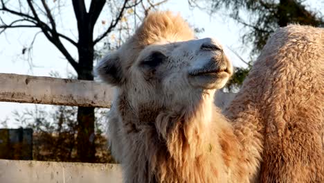 Camel-on-grass-close-up-summer-video