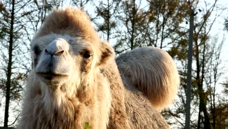 Camel-on-grass-close-up-summer-video