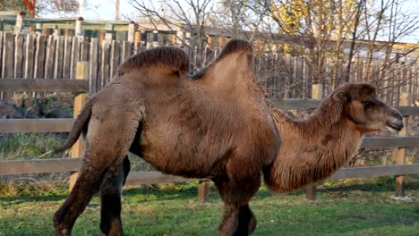 Camel-on-grass-close-up-summer-video