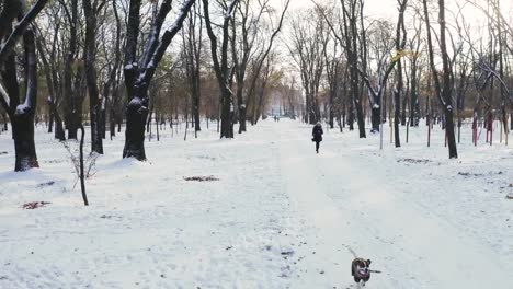 Young-woman-running-with-Jack-Russell-terrier-in-winter-time-through-park,-aerial-view,-drone-footage