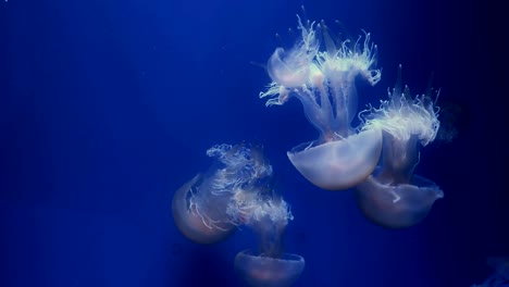 Blue-glowing-jellyfish-moving-in-the-dark-blue-water.