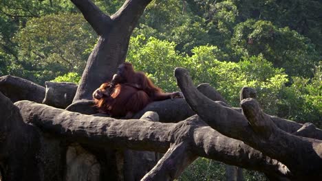 Zeitlupe-von-Mutter-und-Baby-Bornean-Orang-Utan-auf-Bäumen-des-Waldes