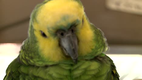 Green-Parrot-in-a-Bird-Shop-001