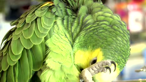 Green-Parrot-in-a-Bird-Shop-006