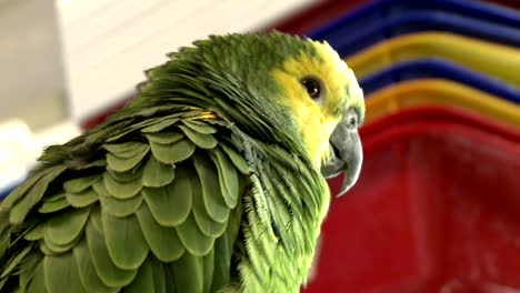 Green-Parrot-in-a-Bird-Shop-004