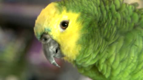 Green-Parrot-in-a-Bird-Shop-007