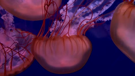 Jellyfish-in-Water