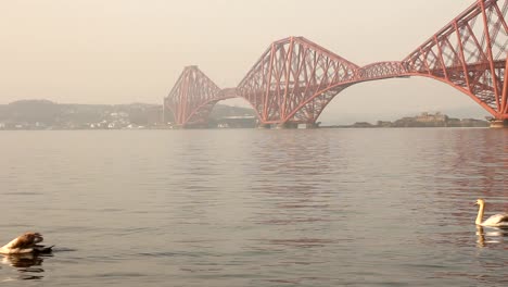 Schwäne-mit-der-Forth-bridge-hinter