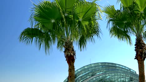 Channelside-Palmen-und-Glas-Gebäude