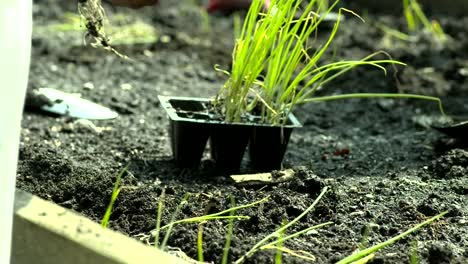 Hands-Planting-Vegitables