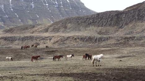 Islandpferde-im-windigen-schönen-Feld-Öffnen-während-der-Winterzeit.-Doppelte-Schicht-Fell-zu-verhindern,-dass-sie-vom-extremen-Wetter-4-K-erschossen