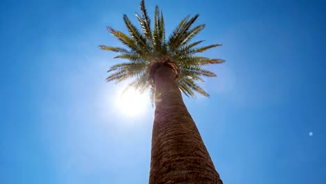 Looking-Up-at-Palm-Tree-and-Sun-Flare-Move-Left