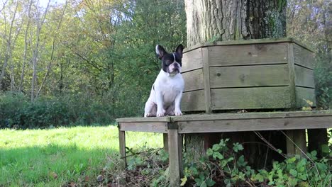 französischen-Bulldogge-Auf-Einer-Bank