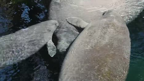 Manatees