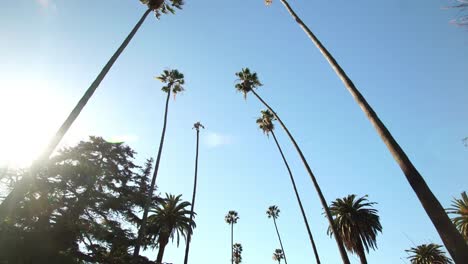 POV-fahren-Sonnenschein-Klima-tropischer-Palmen-Bäume-Los-Angeles-Beverly-Hills-Kalifornien