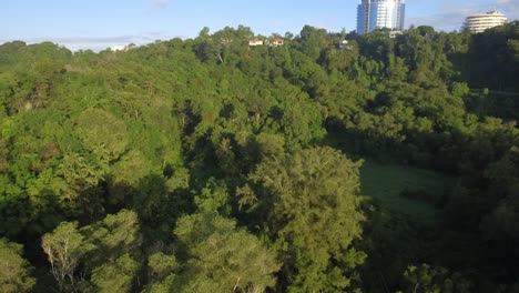 Wetland-jungle