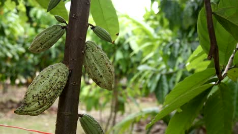 The-cocoa-tree-with-fruits.-Yellow-and-green-Cocoa-pods-grow-on-the-tree,-cacao-plantation-in-village-Nan-Thailand.