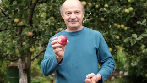 Der-senior-Kaukasische-Mann-im-blauen-Pullover-genießt-die-Ernte-der-Äpfel-im-Garten