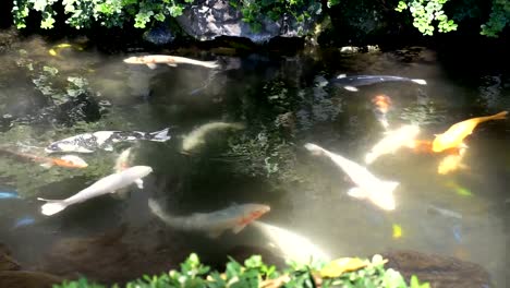 Koi-Karpfen-im-Teich-in-4-k-Slow-Motion-60fps