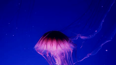 Red-glowing-jellyfish-moving-in-the-dark-blue-water.