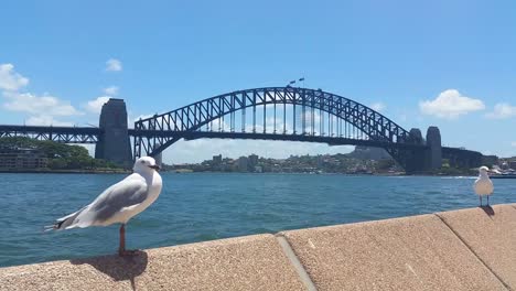 SYDNEY-HARBOUR,-AUSTRALIA---JANUARY-22,-2015