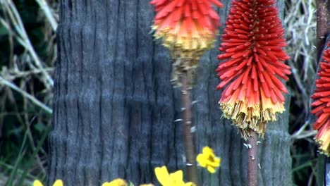 honeyeater-auf-Blumen