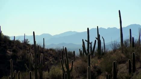 Cactus-paisaje-zoom-out-HD